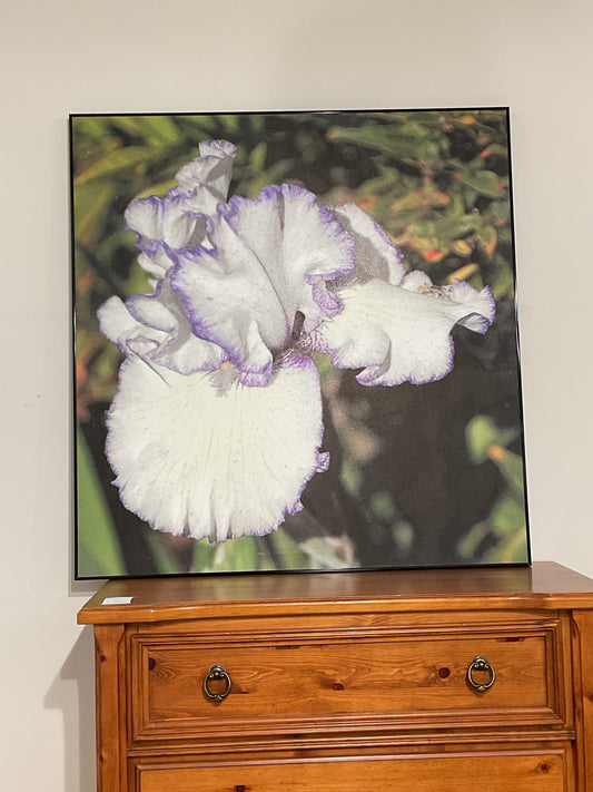 White and Purple Blooming Iris